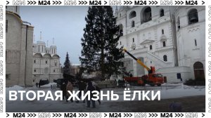 Что стало с кремлевской ёлкой — Москва24 | Контент