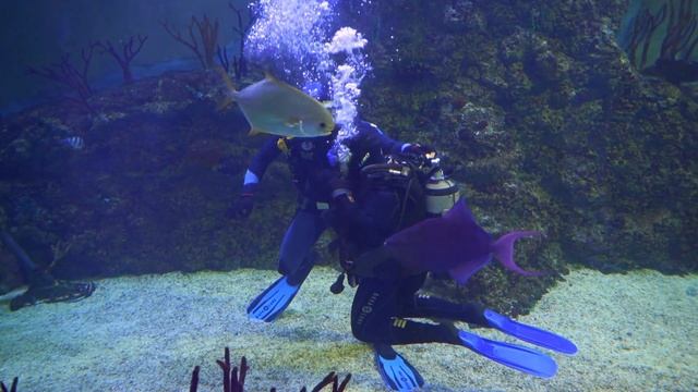 (4К) ВПЕРВЫЕ ПОД ВОДУ к АКУЛАМ....экстрим и куча впечатлений !!!!! ОКЕАНАРИУМ в КРОКУС СИТИ смотреть онлайн