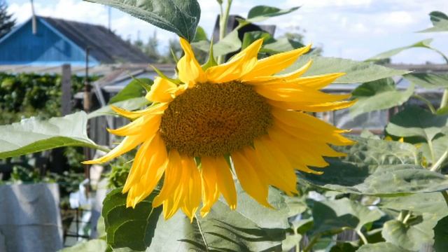 Наша дача2 смотреть онлайн