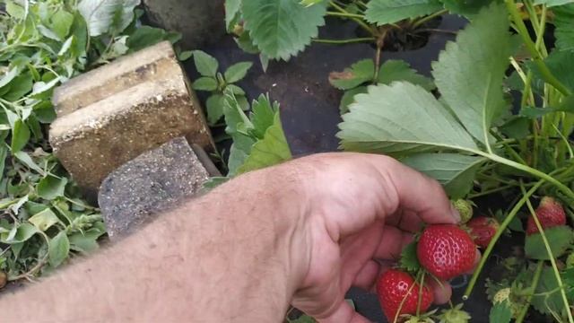 Сорт Флоренс - КЛУБНИЧНЫЙ РАЙ! смотреть онлайн