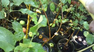 Полив растений дождеванием.