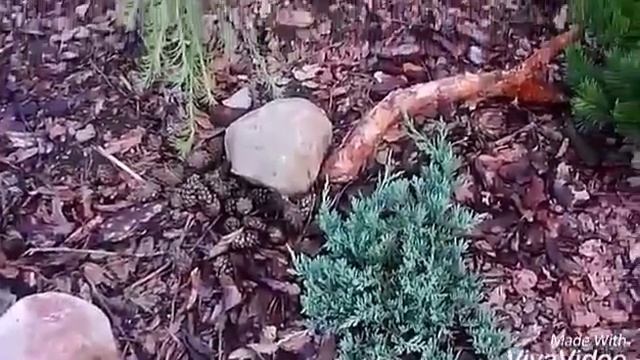 Сосны-самосейки в композиции из хвойников