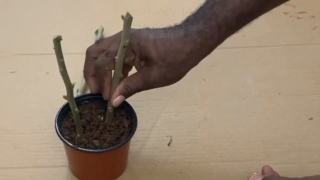 Use Natural Ingredient to Grow Bougainvillea cuttings