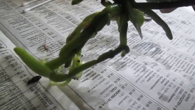 Как обрабатывать орхидею перед посадкой. смотреть онлайн