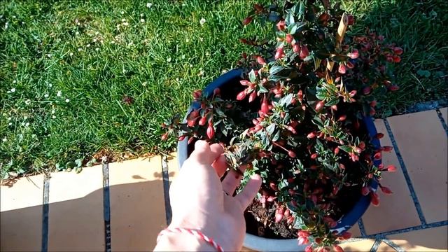 Муж удивил подарком и приготовил бургеры!/Нашли следы вируса!!/Мои красавцы! смотреть онлайн