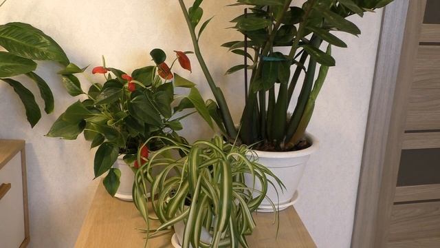 Комнатные растения #Полив и #удобрение #комнатных растений / Секреты моего #ухода