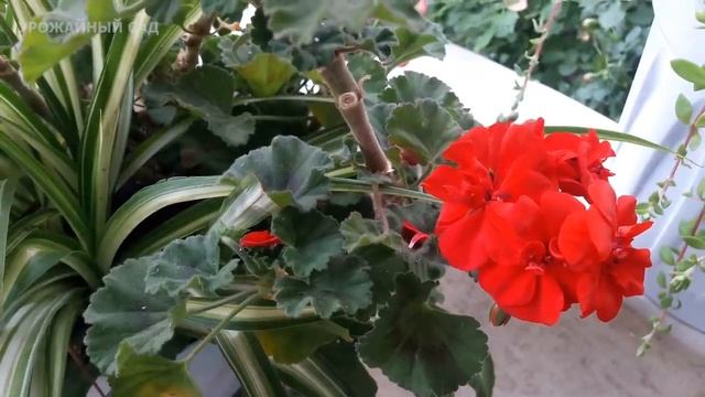 Уникальный способ убрать Пожелтение Листьев у Герани и Запустить Пышное Цветение Комнатных Цветов! смотреть онлайн