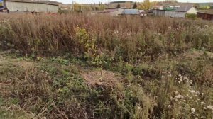 По-моему это дуб красный. Почти замкнул кольцо деревьев вокруг участка.