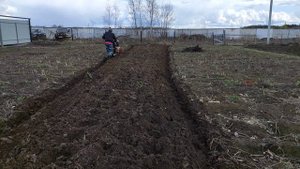 Настроил плуг на мотоблоке Ока