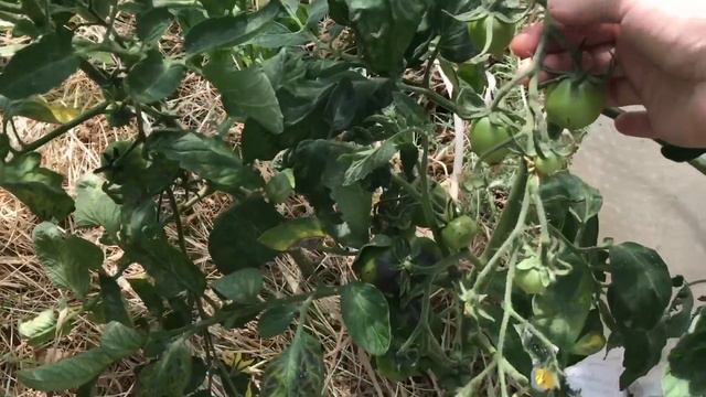 29 июня томаты выращенные из семян которые я собрала сама / собирайте свои семена смотреть онлайн