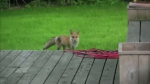 Вы когда нибудь слышали как, кричит лиса