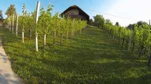 Vinji Vrh (Šmarješke Toplice), jadralno padalstvo