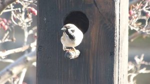 Воробьи обустраивают гнездо.-2