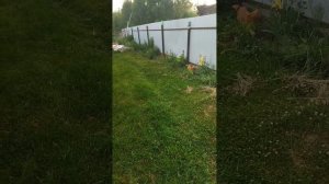 Сад огород 2024