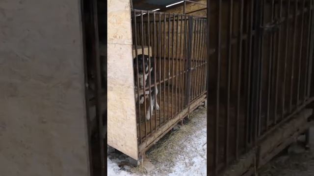 Поездка в собачий приют Выбери меня