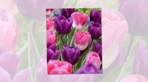 Лучшая для души! Очень красивая музыка...Раймонд Паулс "Музыка