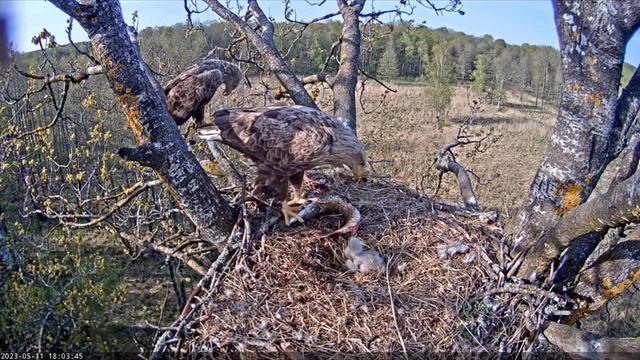 Гнездо орлана-белохвоста в Эстонии смотреть онлайн