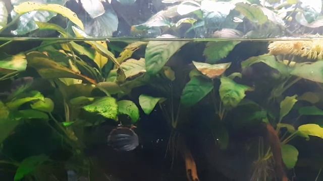 кормление карликового змееголова тюлькой(замедленная съёмка)(1) смотреть онлайн