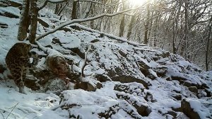 Дальневосточный леопард.