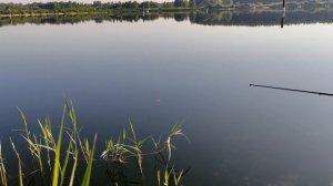 ДЗЕРЖИНСКИЙ ОТСТОЙНИК - Рыбалка, ловлю карася на удочку, среди ужей. Снято на - POCO X3 NFC