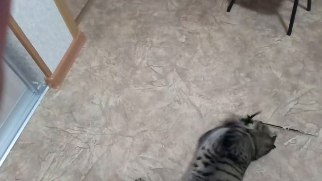 Котенок британец, возраст 6 месяцев. The kitten is British, age 6 months. смотреть онлайн