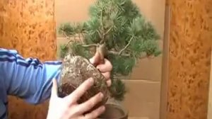 Формирование бонсай,сосна,ч 1