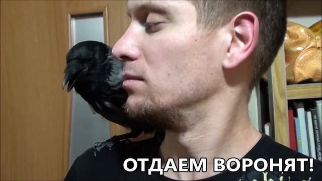 ОТДАЕМ ВОРОНЯТ(Мурманск и Россия) смотреть онлайн