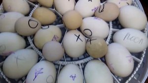 #157 Инкубация. Как помочь цыплятам, утятам, гусятам, цесарятам вылупиться и не погибнуть