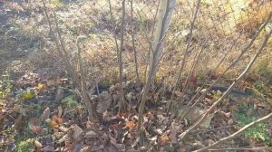 Дача. Укрываем на зиму Гранат, Крупнолистные Гортензии, Розмарин и др.