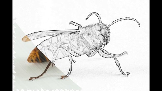 The Asian Giant Hornet (Vespa mandarinia) : The World's Largest Wasp 2021 смотреть онлайн