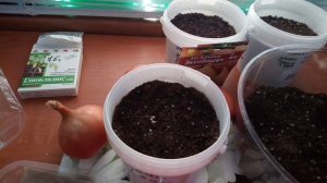 Посев ЛУКА-ЭКСИБИШЕН на рассаду. ВСХОДЫ 100%.