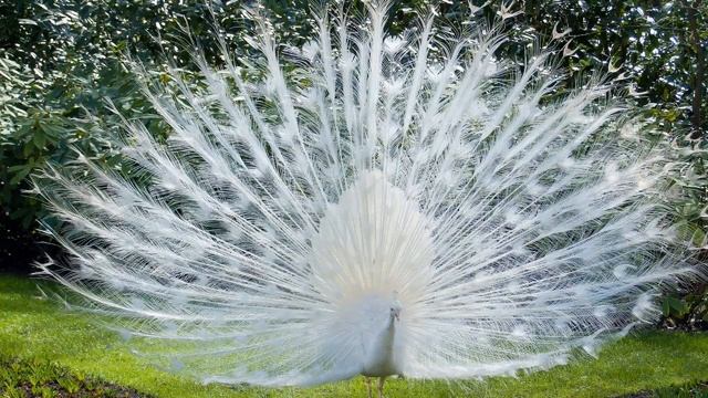 Голоса птиц Как поёт Павлин (Pavo cristatus).mp4