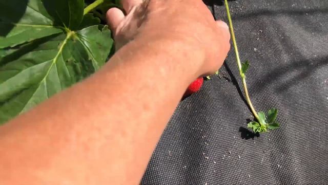 Ания и Мара де Буа -очень сладкие сорта НСД с сильным земляничным ароматом смотреть онлайн