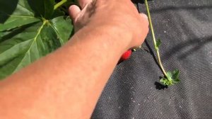 Ания и Мара де Буа -очень сладкие сорта НСД с сильным земляничным ароматом