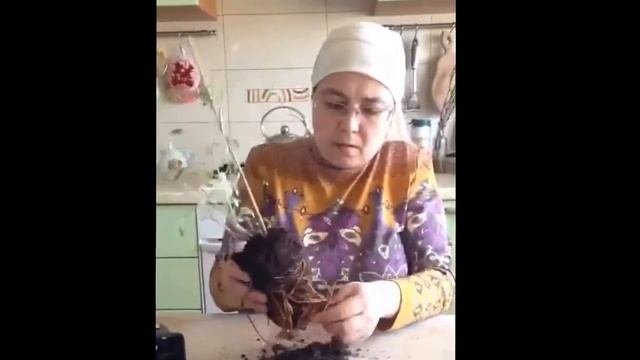 Клематис.От покупки до посадки в грунт.