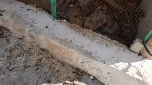 גן חיות בעיר צפת בישראל - зоопарк в городе цфат в израиле смотреть онлайн