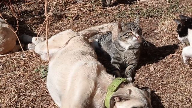 Sütlü 52 . Bölüm | Kuyruğunu Kullanarak Kediye Masaj Yapan Köpek.( Dostluklarına Hayranım ). смотреть онлайн