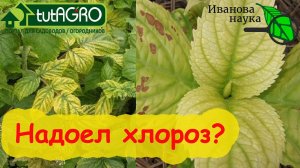 НАДОЕЛ ХЛОРОЗ на МАЛИНЕ, ГОРТЕНЗИЯХ и других? Вот простое решение. Воспользуйтесь им обязательно!