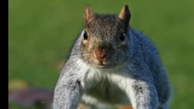 Смешные белки смотреть онлайн