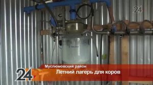Скот в хозяйствах Муслюмовского района переводят в «летний лагерь»