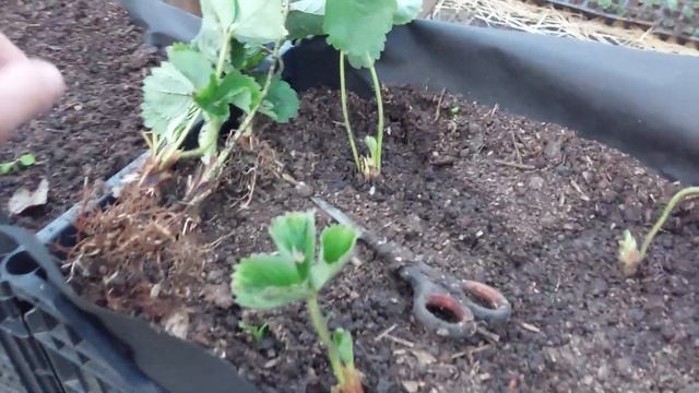 Клубника на малообьемной технологии. Для чего я делаю малообьемку???