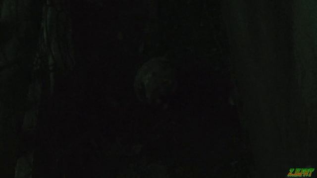 Карбыш (Лесной хомяк) на огороде