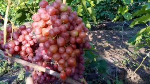 Обзор некоторых сортов и гф винограда на моем винограднике 2018г