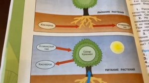 Окружающий мир/3 класс/часть 1/Плешаков/ Тема: Солнце, растения и мы с вами/07.11.21
