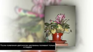 ЦИКЛАМЕН. Выращивание и уход в домашних условиях