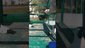 Крестовые монахи