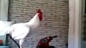 петух ржет!