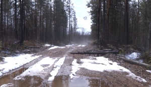 Поездка на глухариный ток. Бурный поток. Лиса и копалуха.