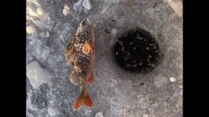 Первый лед и первый окунь. Открытие сезона твёрдой воды