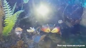 Мой краб уход и содержание